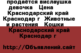 продаётся вислаушка девочка › Цена ­ 500 - Краснодарский край, Краснодар г. Животные и растения » Кошки   . Краснодарский край,Краснодар г.